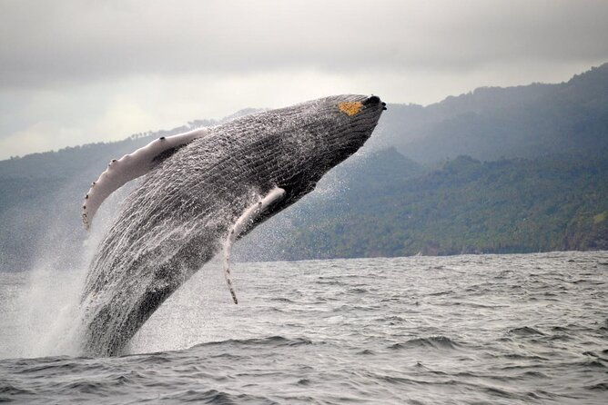 whale-watching-cay-raised-from-punta-cana