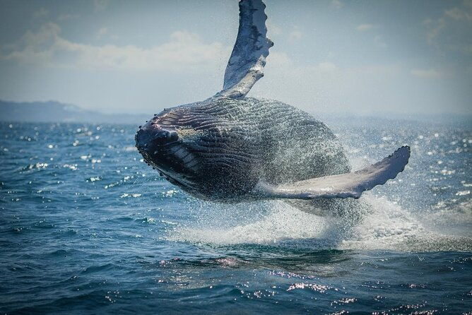 whale-watching-cayo-levantado-and-limon-waterfall-in-samana