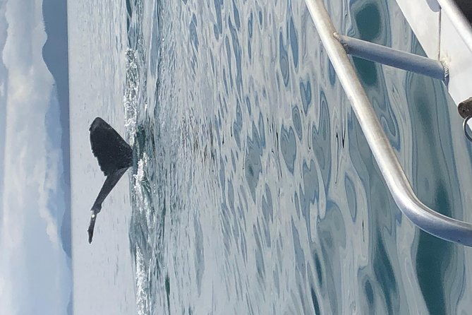 whale-watching-charters-and-bear-search-through-icy-strat-alaska