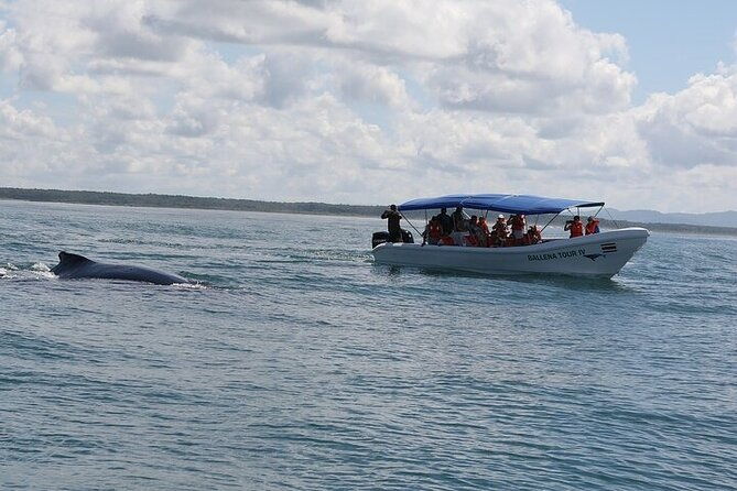whale-watching-combo-tour-marino-ballena-national-park-mid-day