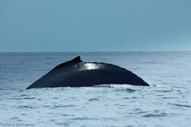 whale-watching-combo-tour-marino-ballena-national-park-mid-day