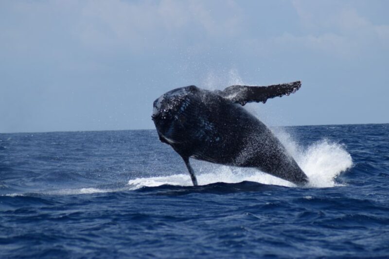Whale Watching Cruise from Busselton, Augusta or Dunsborough - What Makes This Whale Watching Tour Stand Out