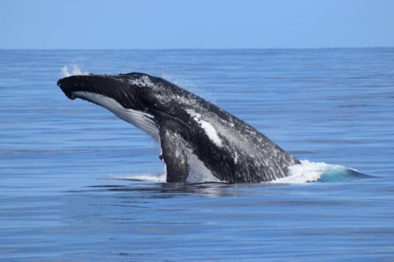 Whale Watching Cruise from Busselton, Augusta or Dunsborough - The Sum Up
