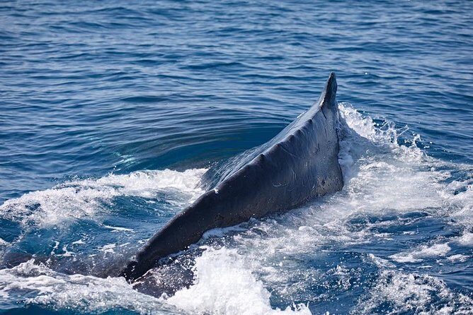 Whale Watching Cruise from Mooloolaba - An In-Depth Look at the Whale Watching Experience