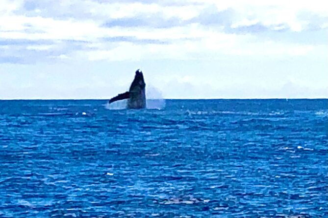 whale-watching-cruise-in-honolulu