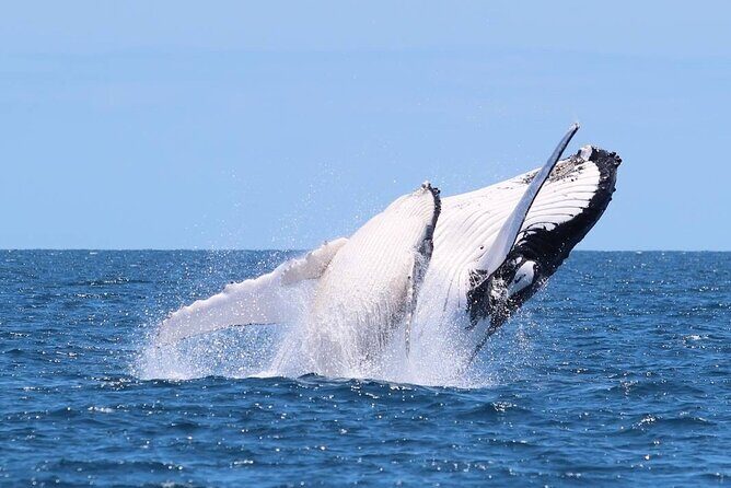 Whale Watching Cruise on the Gold Coast - Starting Point and Meeting Details