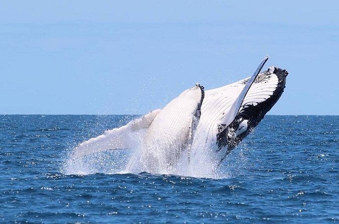 Whale Watching Cruise on the Gold Coast - The Itinerary: From the Broadwater to the Open Ocean