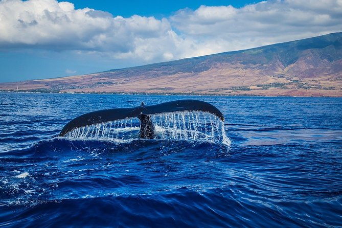 whale-watching
