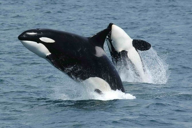 whale-watching