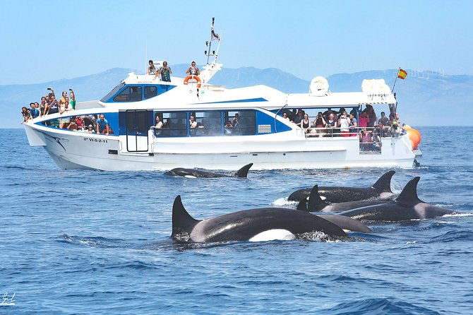 whale-watching