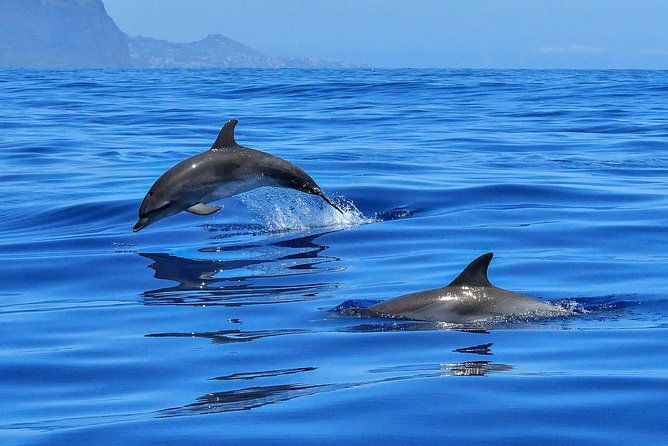 whale-watching