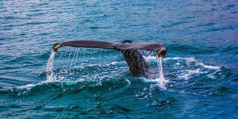 whale-watching-day-tour-to-mirissa