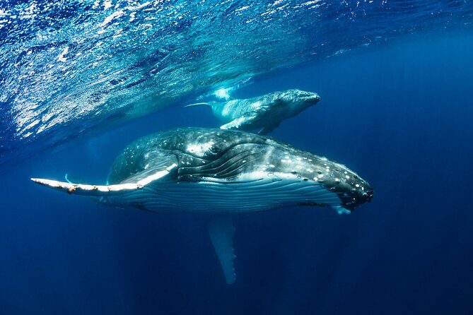 Whale watching DE Humpback West Coast of Tahiti - Exploring Whale Watching on Tahiti’s West Coast: A Deep Dive