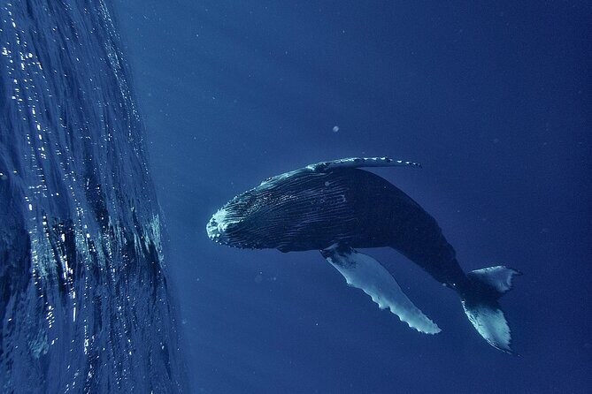 Whale watching DE Humpback West Coast of Tahiti - What to Expect from the Whale Watching Tour