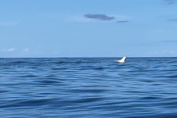 Whale watching DE Humpback West Coast of Tahiti - Practical Tips for Travelers