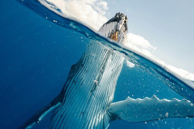 Whale watching DE Humpback West Coast of Tahiti - Wrapping It Up