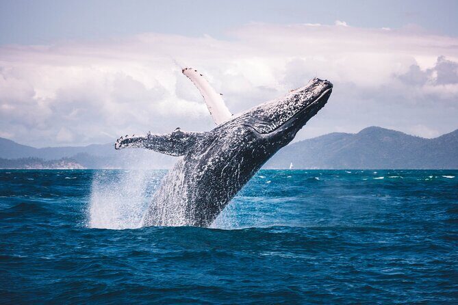 Whale watching DE Humpback West Coast of Tahiti - Final Thoughts