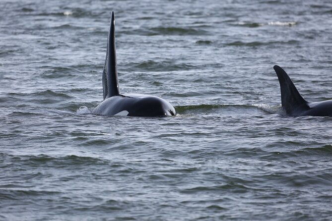 whale-watching-deception-pass-tour-from-seattle