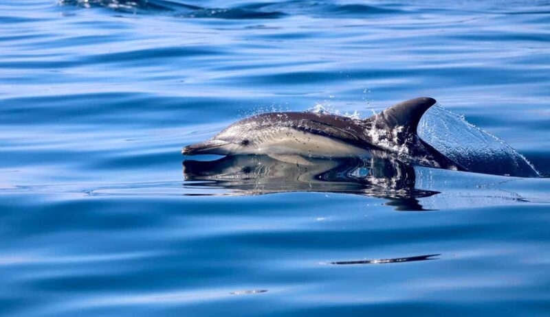 Whale Watching Discovery Tour from Lake Macquarie - Who Should Book This Tour?