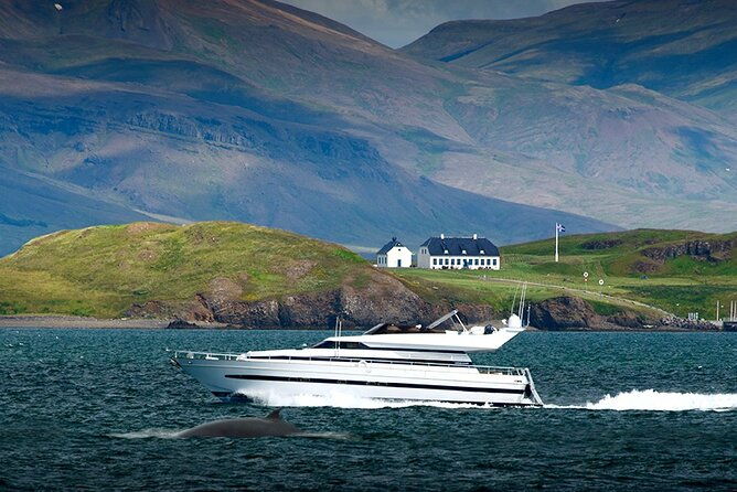 whale-watching-dolphin-yacht-cruise
