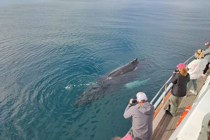 whale-watching-dolphin-yacht-cruise