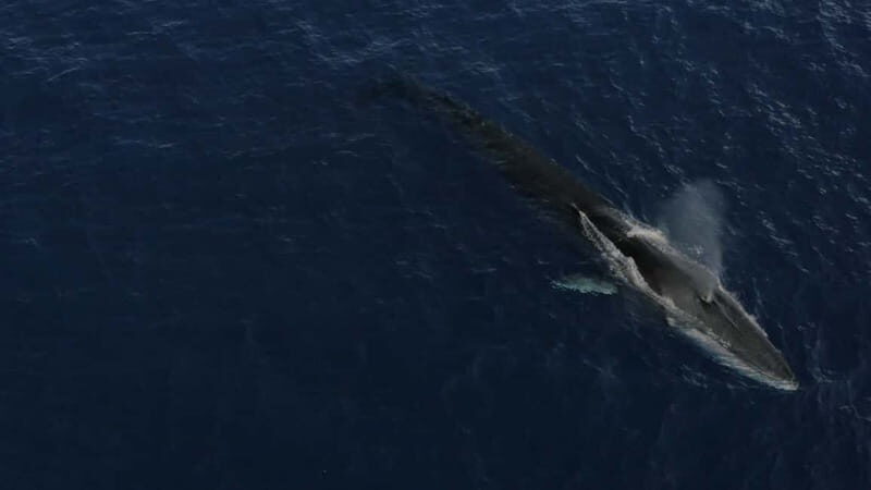 Whale watching, dolphins, and whales departing from Bandol - Discover the Wonders of Marine Life with a Whale Watching Tour from Bandol