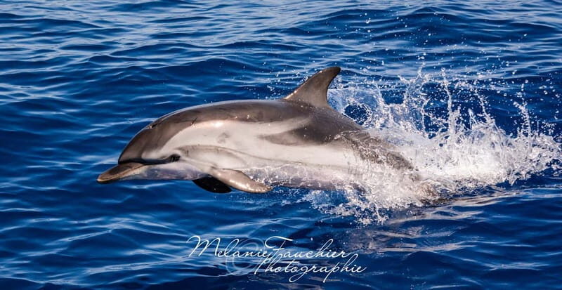 Whale watching, dolphins, and whales departing from Bandol - Key Points