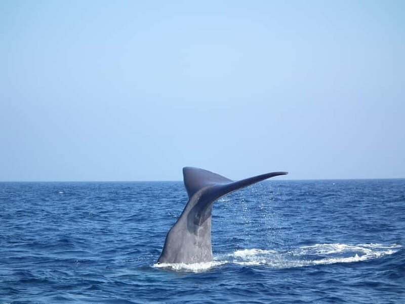 Whale watching, dolphins, and whales departing from Bandol - What Reviewers Say