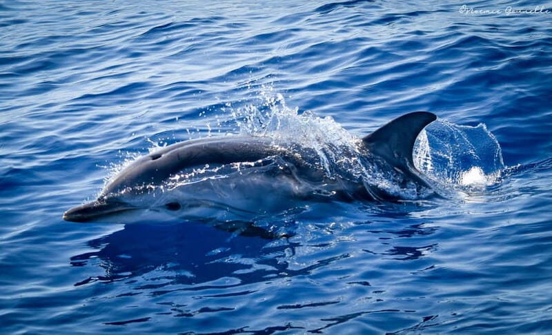 Whale watching, dolphins, and whales departing from Bandol - Practical Tips for Your Trip