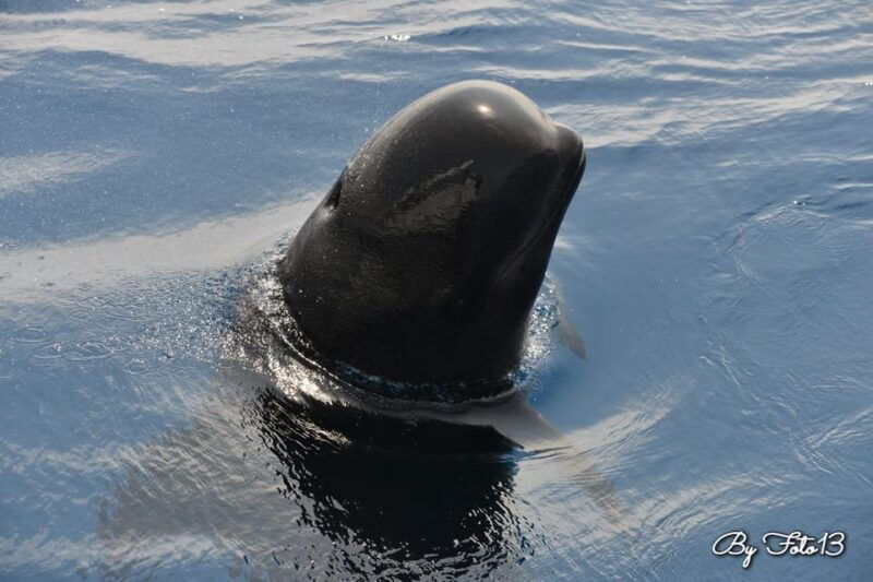 whale-watching-dolphins-whales-from-bandol