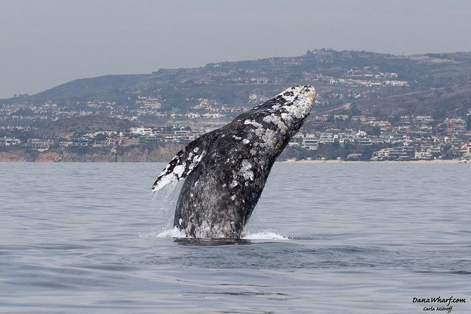 whale-watching-excursion-in-dana-point