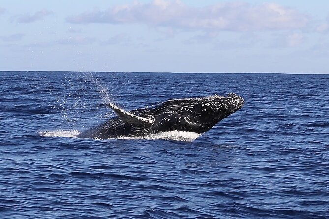 whale-watching-expedition-on-kauai