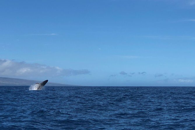 Whale Watching Experience - An In-Depth Look at the Whale Watching Tour