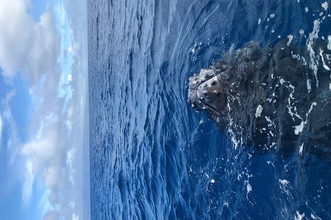 Whale Watching Experience - Final Thoughts