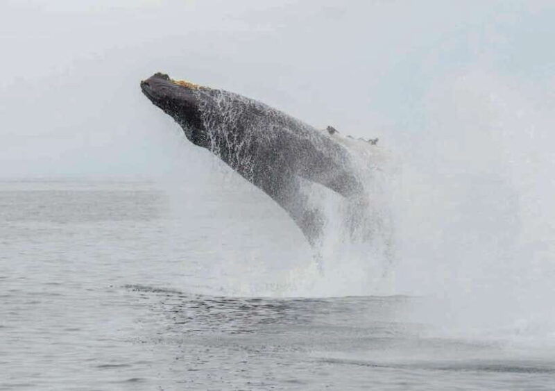 whale-watching-from-ahangama
