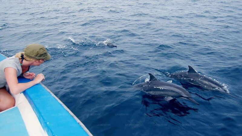 whale-watching-from-ahangama