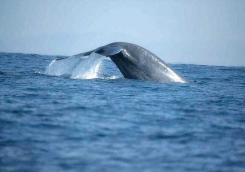 whale-watching-from-ahangama