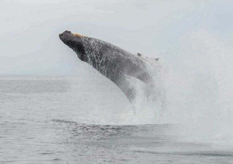 whale-watching-from-ahangama