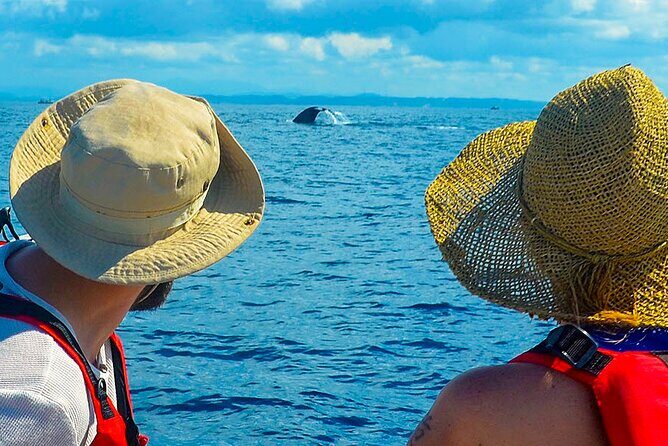 Whale Watching from Ahungalla on Shared Boat - Key Points