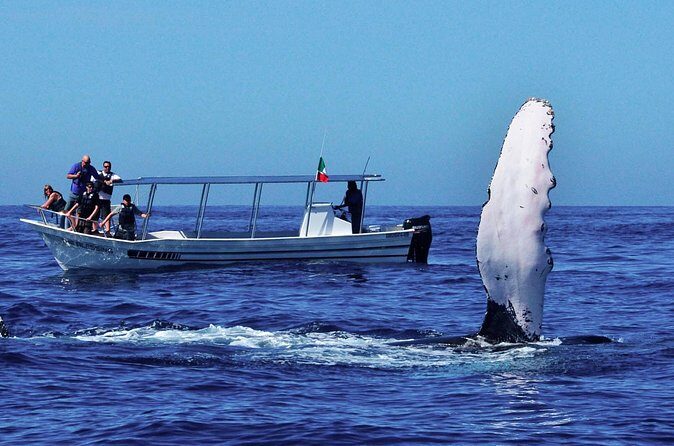 Whale Watching from Ahungalla on Shared Boat - The Sum Up: Is It Worth It?