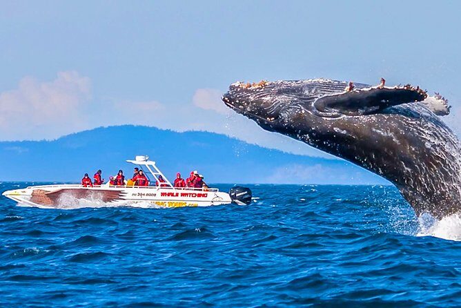 Whale Watching from Ahungalla on Shared Boat - FAQ