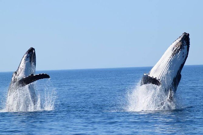Whale Watching from Augusta in Western Australia - Whale Watching from Augusta in Western Australia: An Authentic Marine Adventure