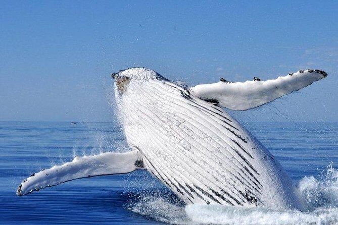 Whale Watching from Augusta in Western Australia - Key Points
