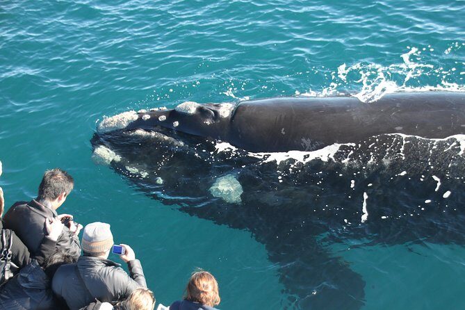 Whale Watching from Augusta in Western Australia - Final Words