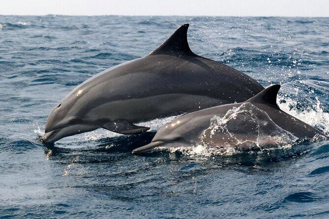 Whale Watching from Bentota on Shared Boat - Who This Tour Is Perfect For