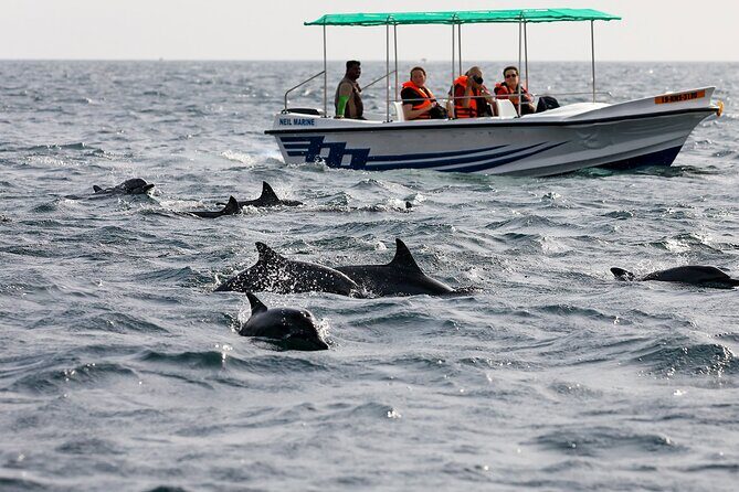 Whale Watching from Beruwala on Shared Boat - What To Expect: The Real Deal