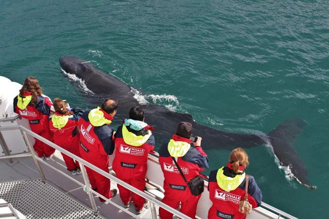 whale-watching-from-downtown-akureyri