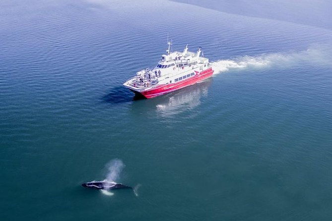 whale-watching-from-downtown-akureyri