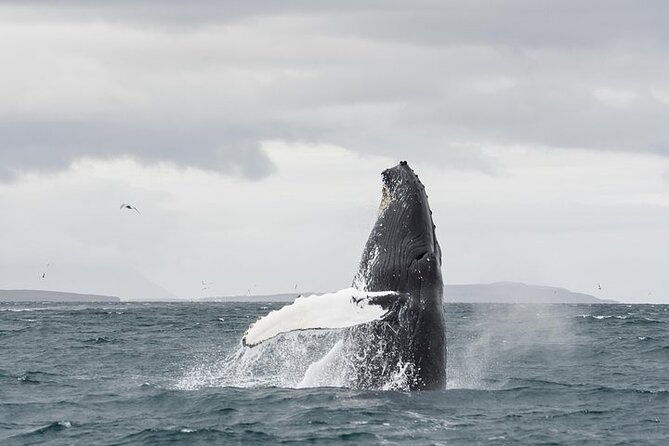 whale-watching-from-downtown-akureyri