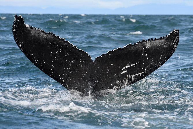 whale-watching-from-downtown-akureyri